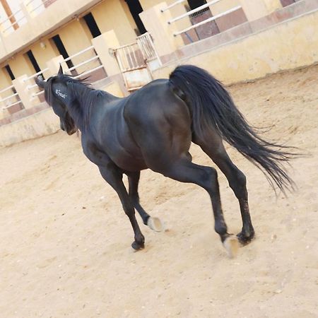 The Farm - Hotel & Horse Riding 카이로 외부 사진