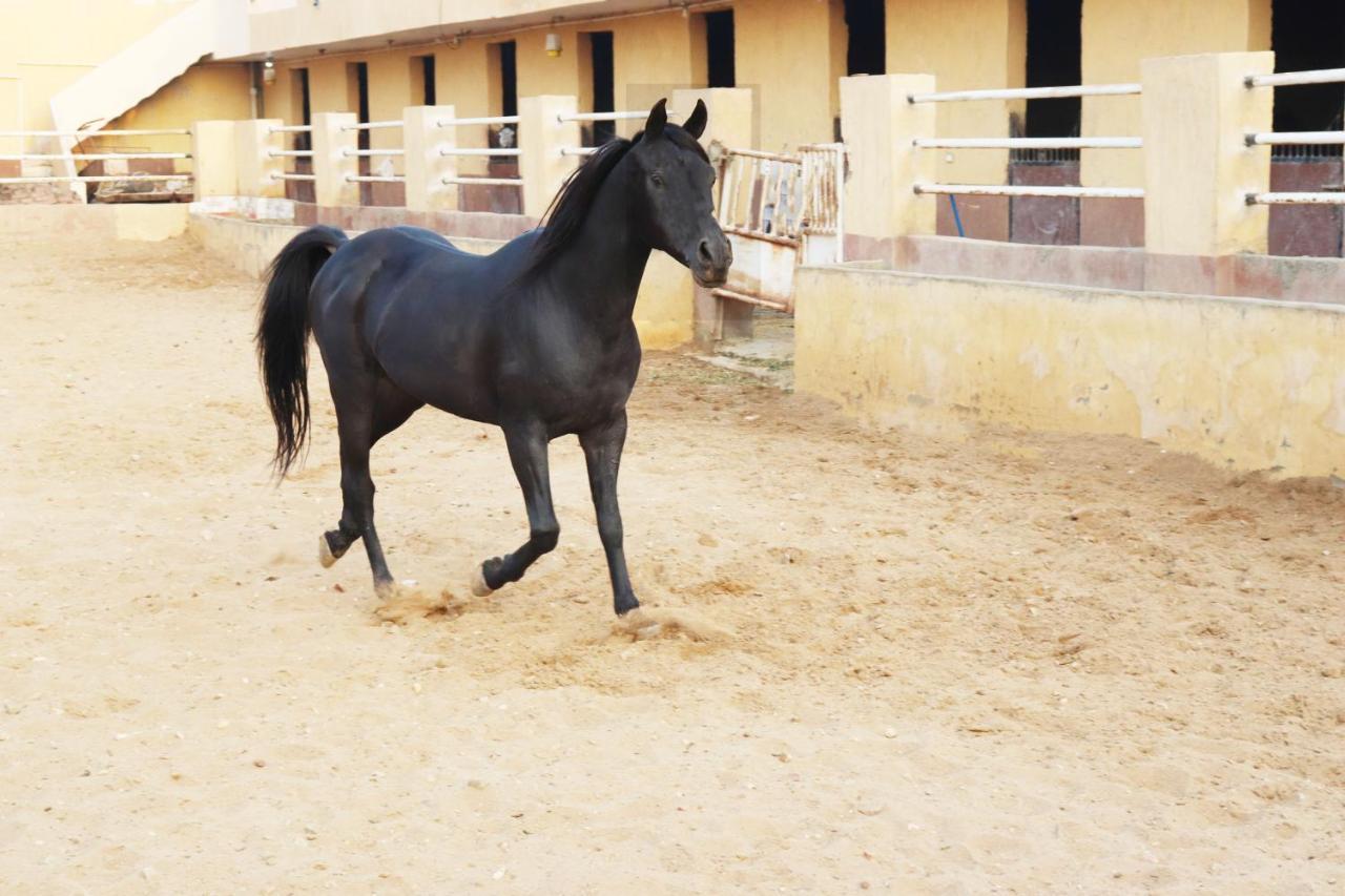 The Farm - Hotel & Horse Riding 카이로 외부 사진