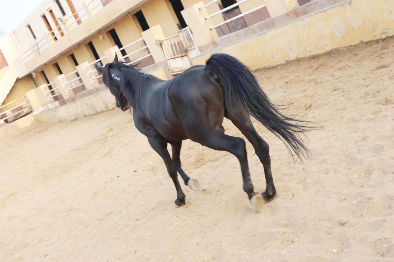The Farm - Hotel & Horse Riding 카이로 외부 사진
